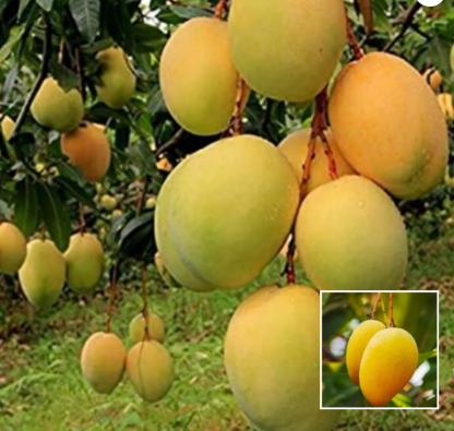 Sonpari